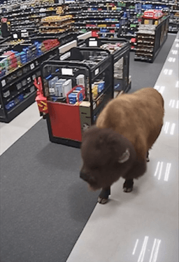 a bison on a leash, ...