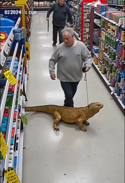 man walking a komodo...